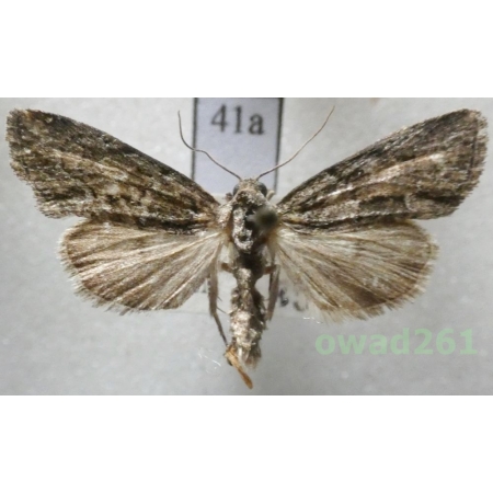 Cryphia fraudatricula (Hübner, 1803) Czech41a